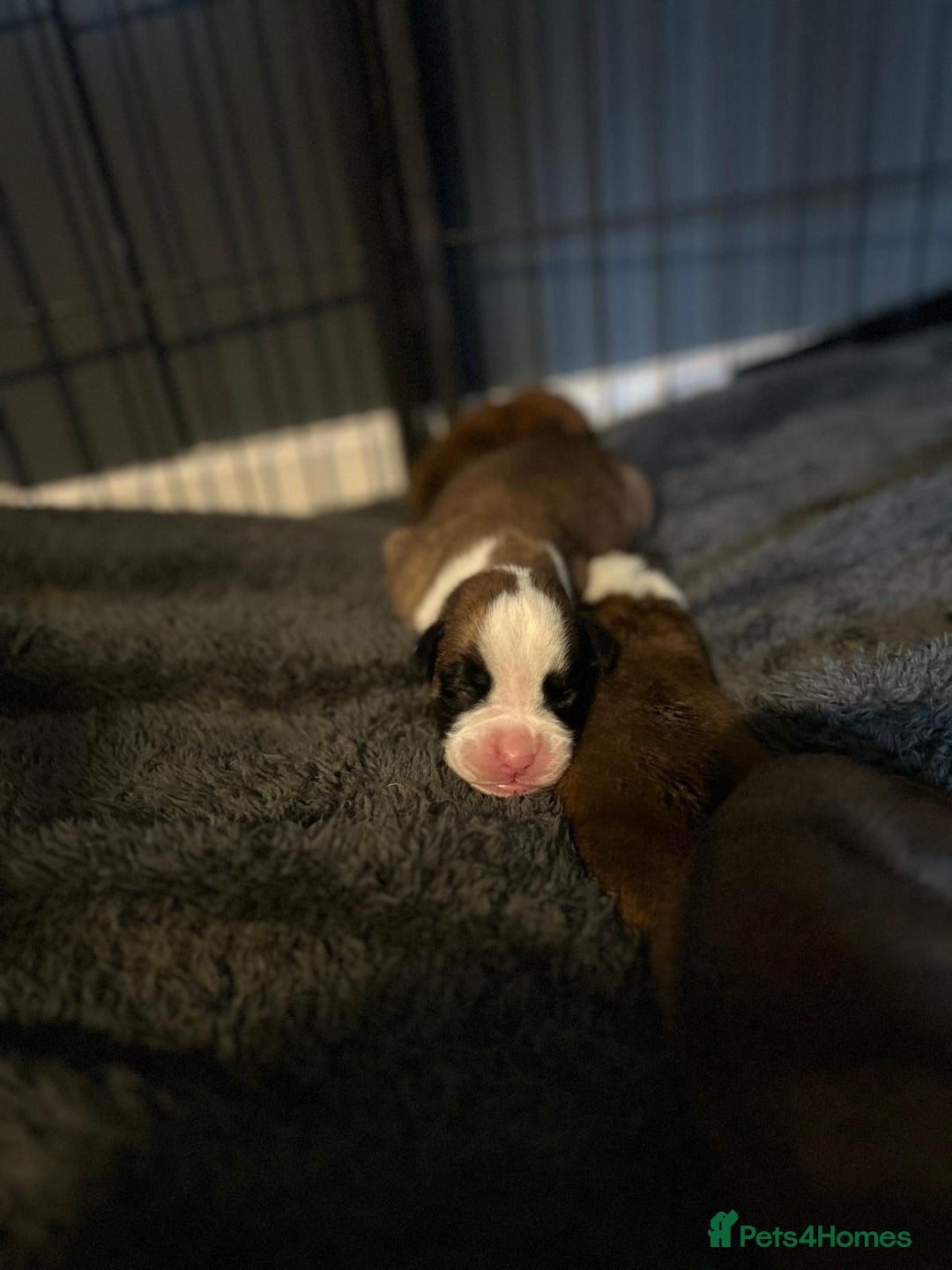 Boxer dogs for sale: Boxer babies - Advert 4