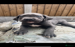 Cane Corso dogs for sale: Cane Corso Puppy 8 - Cerberus champion bloodline cane corso - Image 8