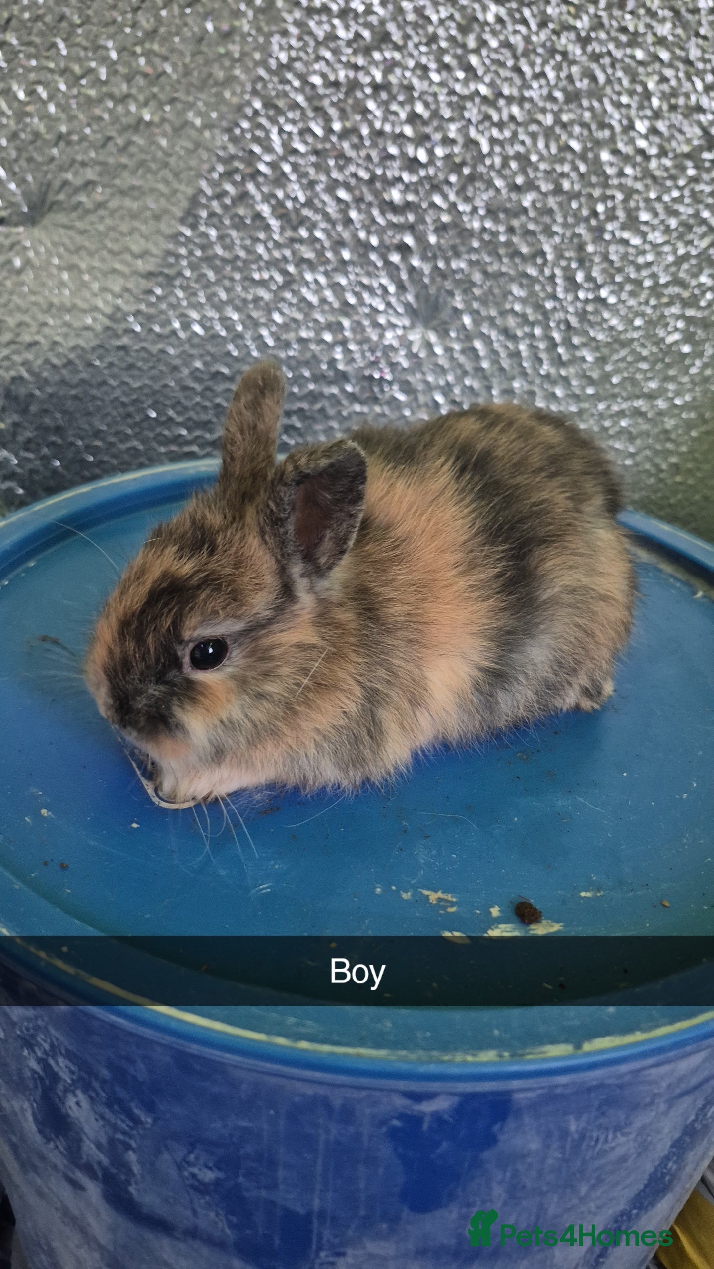 Lionhead rabbits Lionhead Baby bunny rabbits 8 weeks old - Advert 7