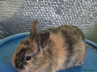 Lionhead rabbits Lionhead Baby bunny rabbits 8 weeks old - Advert 10
