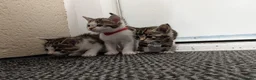 Mixed Breed cats for sale: Beautiful kittens  - Advert 8