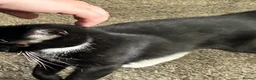 Domestic Shorthair cats for sale: Nala black and white cat in Barnsley - Advert 2