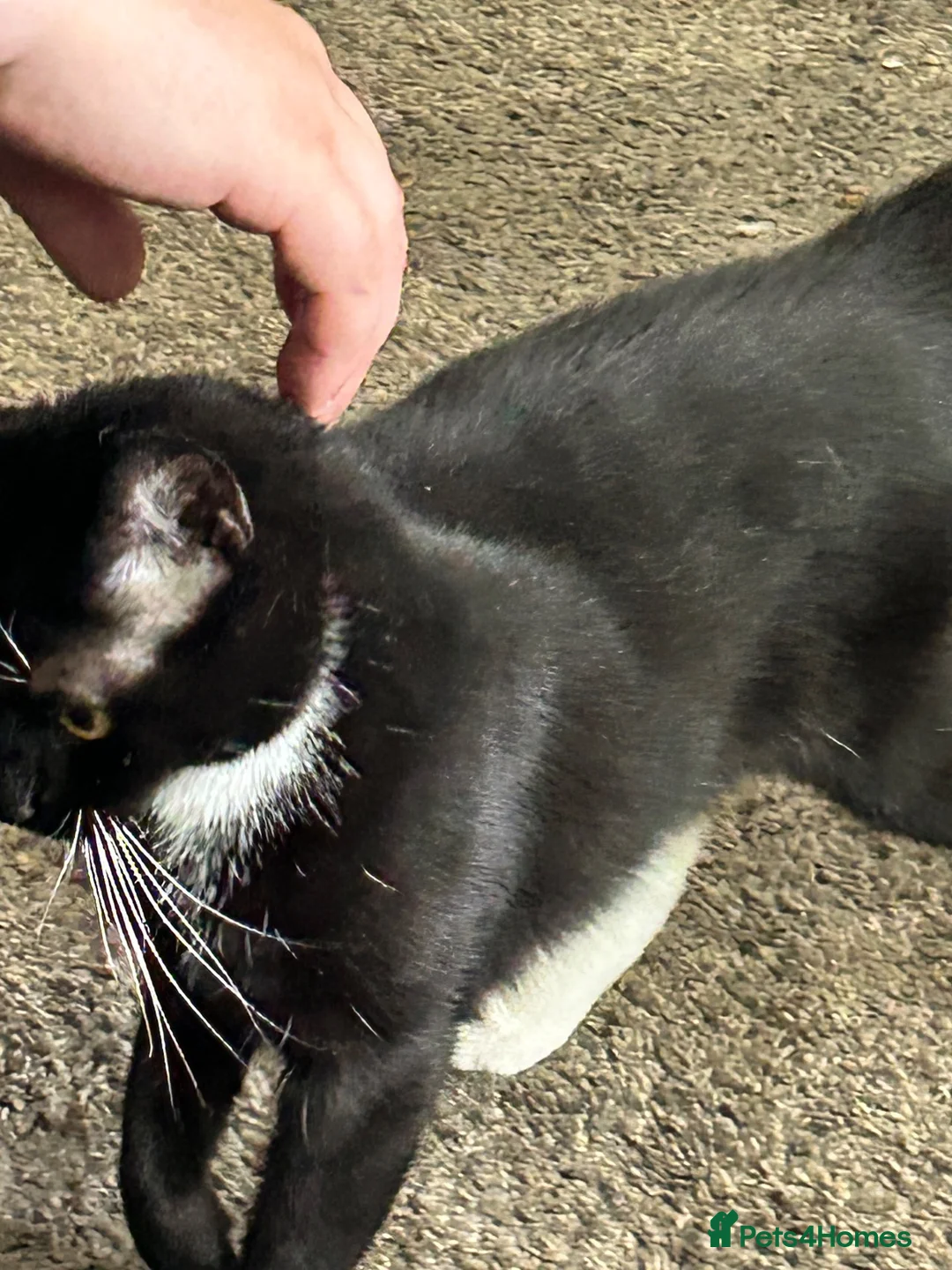 Domestic Shorthair cats for sale: Nala black and white cat in Barnsley - Advert 2