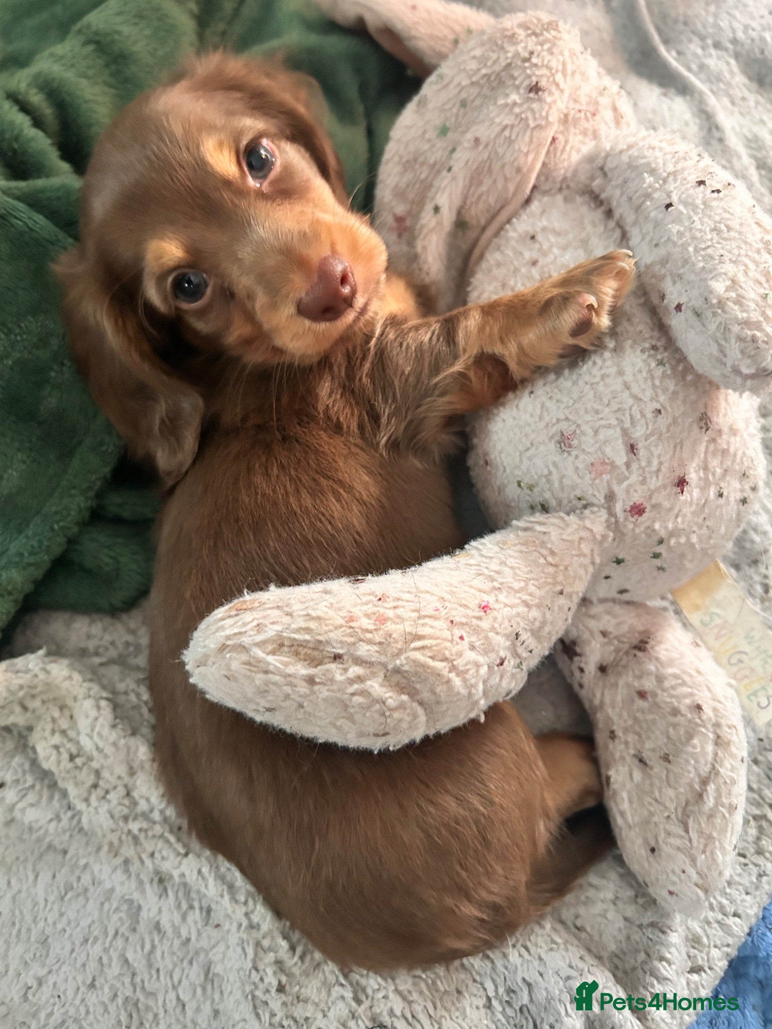 Miniature Dachshund dogs Stunning long hair Gold brown boy 🩵 - Advert 16