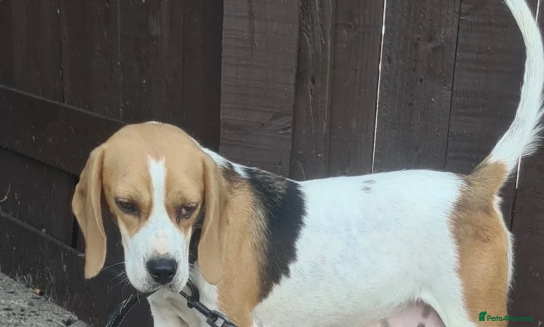 Beagle dogs for sale: Luna the beagle  - Advert 2