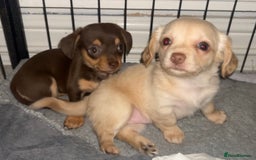 Chiweenie dogs for sale: Gorgeous Mini Dachshund X Puppies🐾 - Advert 5