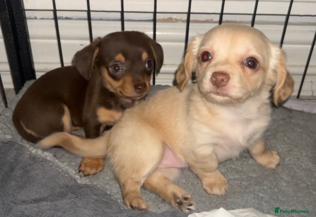 Chiweenie dogs for sale: Gorgeous Mini Dachshund X Puppies🐾 - Advert 5