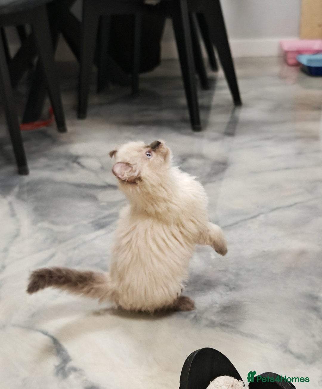 American Curl cats for sale: RARE, Unique, Affectionate American Curl Kittens!  - Advert 10