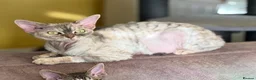 Devon Rex cats for sale: Beautiful 5-Years-Old girl Retired Breeding Queen - Advert 2