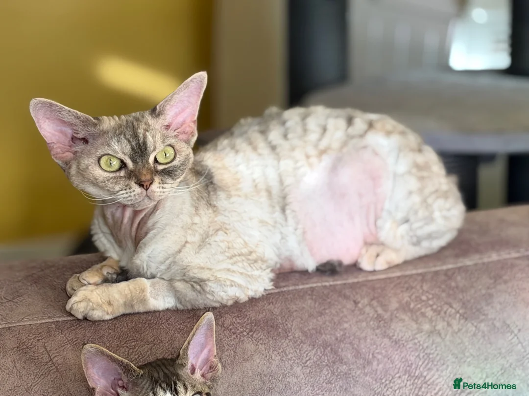 Devon Rex cats for sale: Beautiful 5-Years-Old girl Retired Breeding Queen - Advert 2