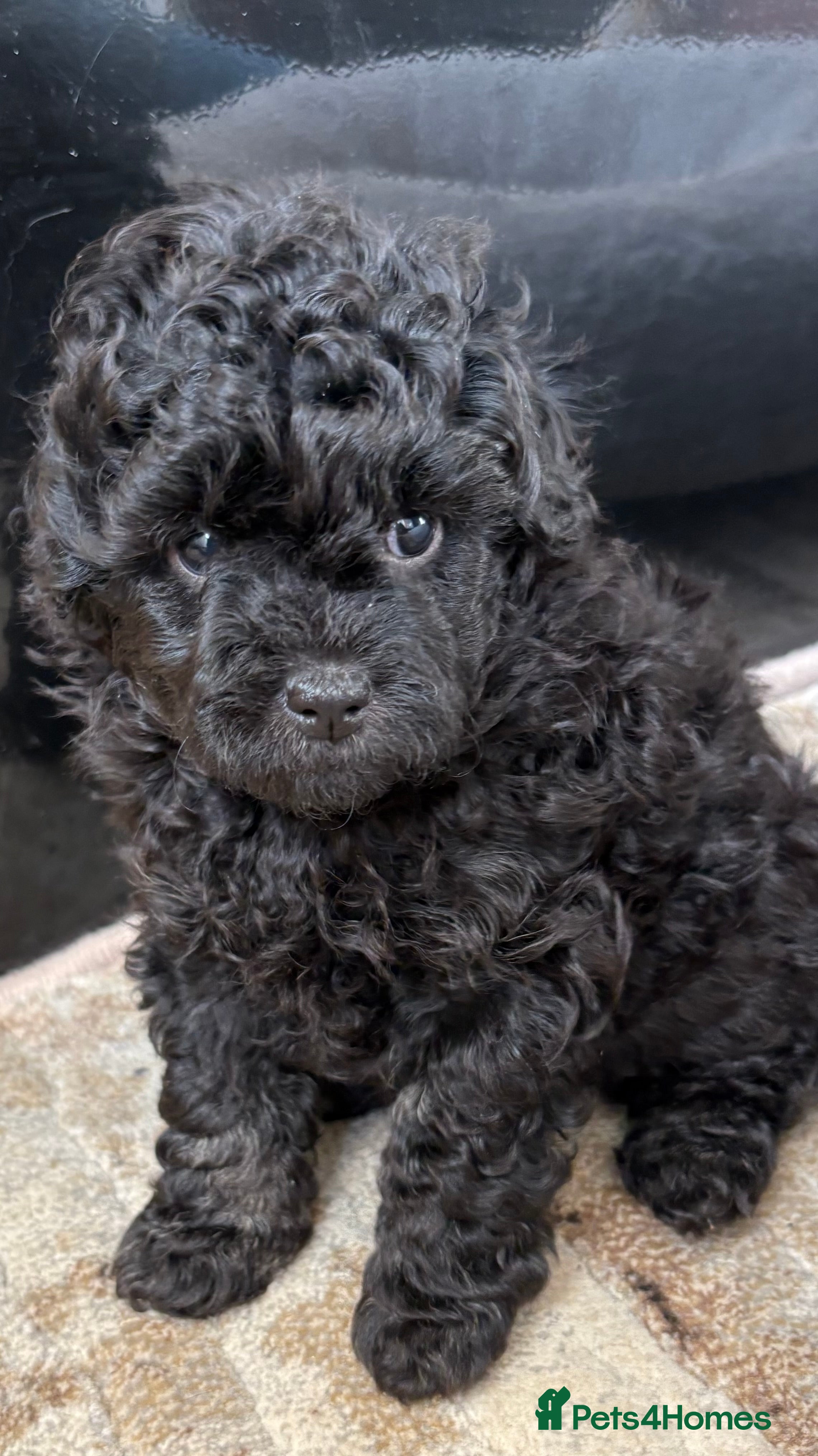 Jackapoo dogs Mini Poodle F1b Jackapoo Puppies – PRA Clear - Advert 5