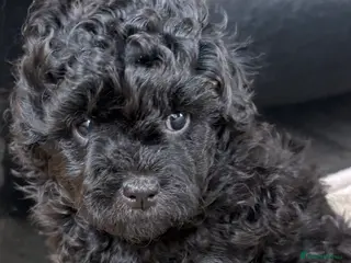 Jackapoo dogs Mini Poodle F1b Jackapoo Puppies – PRA Clear - Advert 5