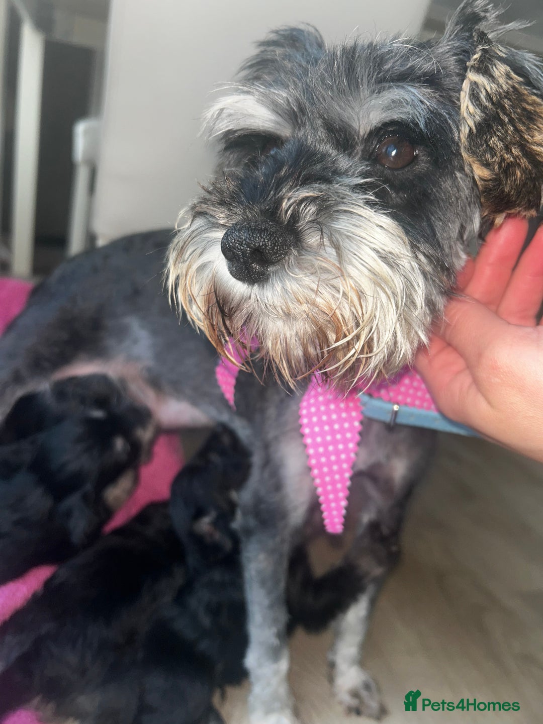 Mixed Breed dogs for sale: Last boy available now Miniature Schnoodles  - Advert 2