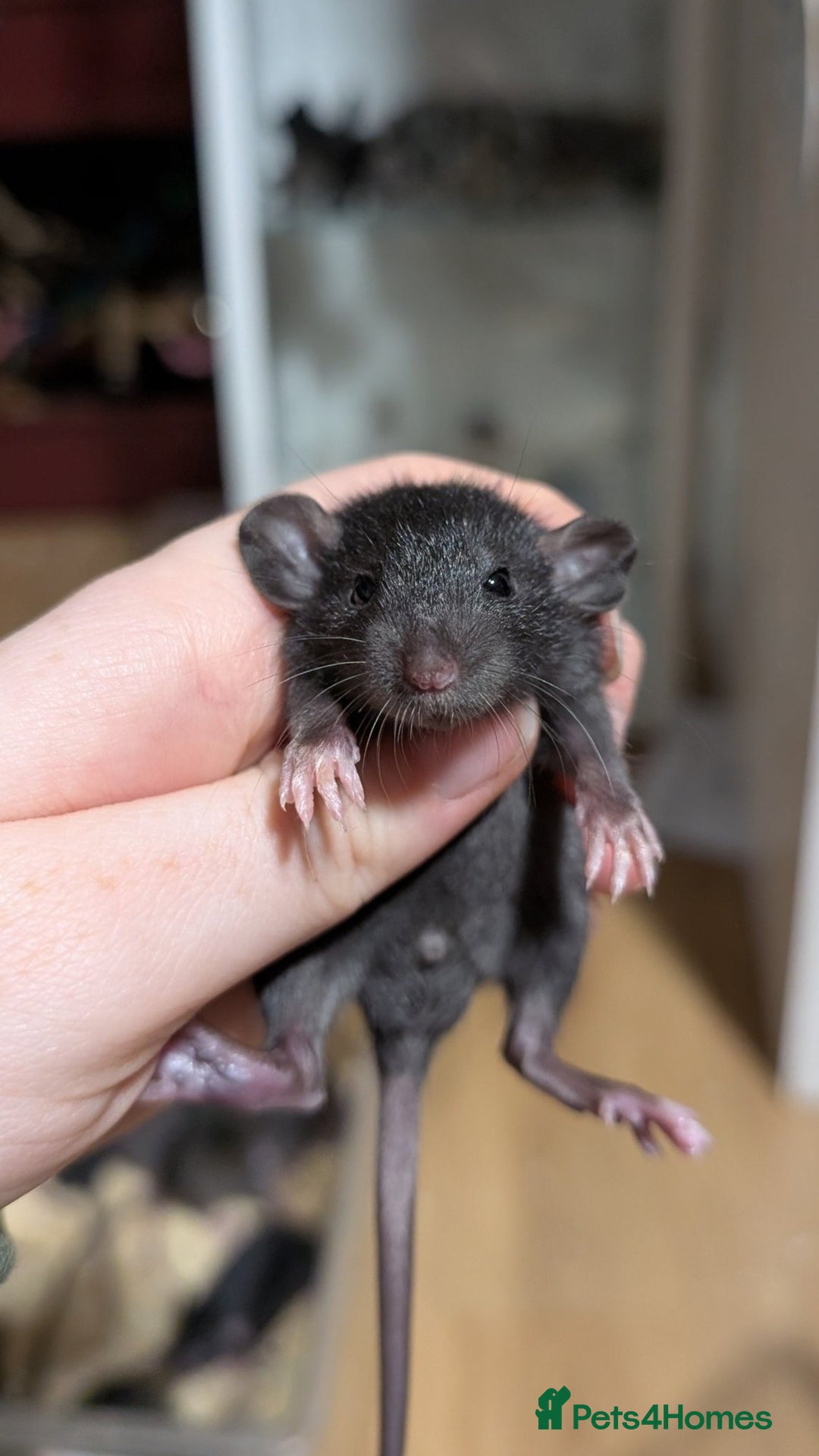 Rat rodents for sale: Baby male and female rats - Advert 3