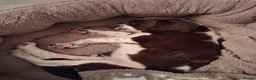 English Springer Spaniel dogs for sale: KC English Springer Spaniel in Airdrie - Advert 4