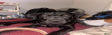 Cane Corso 5