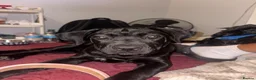 Cane Corso dogs for sale: last female pup  in London - Advert 2