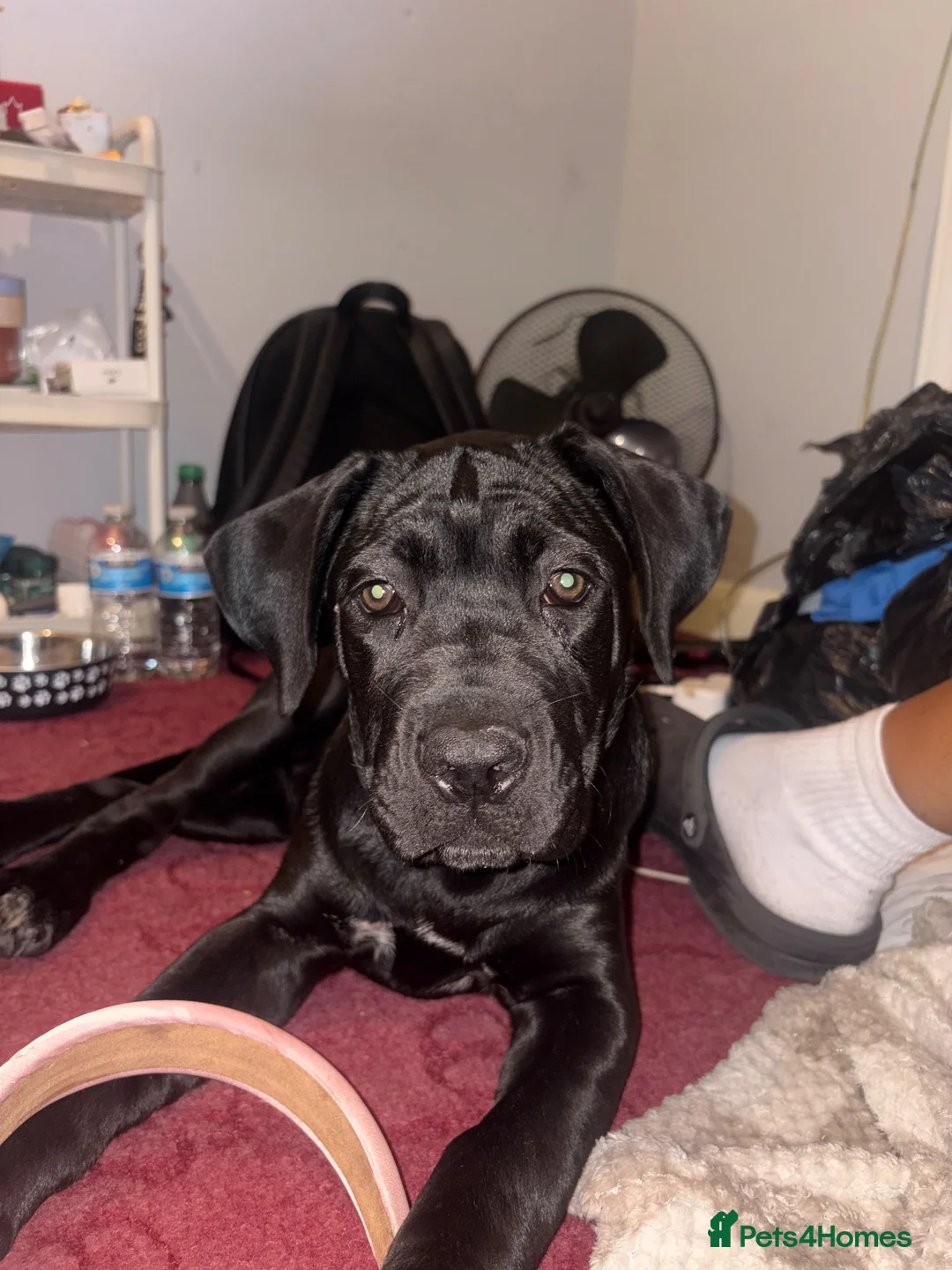 Cane Corso dogs for sale: last female pup  in London - Advert 2