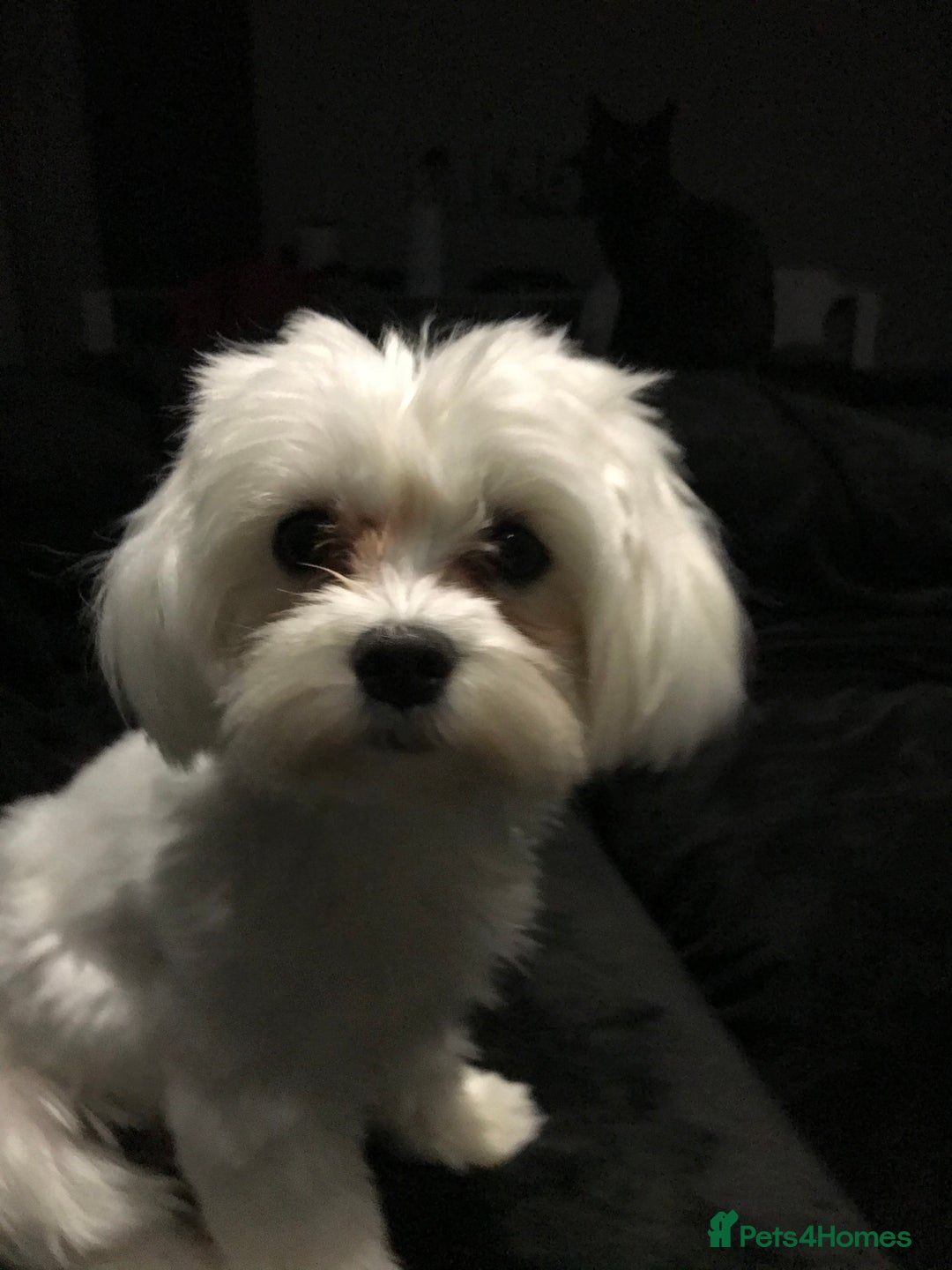Maltese dogs for sale: KC Reg Korean Maltese girls - Image 21