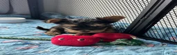 Yorkshire Terrier dogs for sale: Adorable Yorkshire Terrier Puppies 🐾❤️ - Advert 4