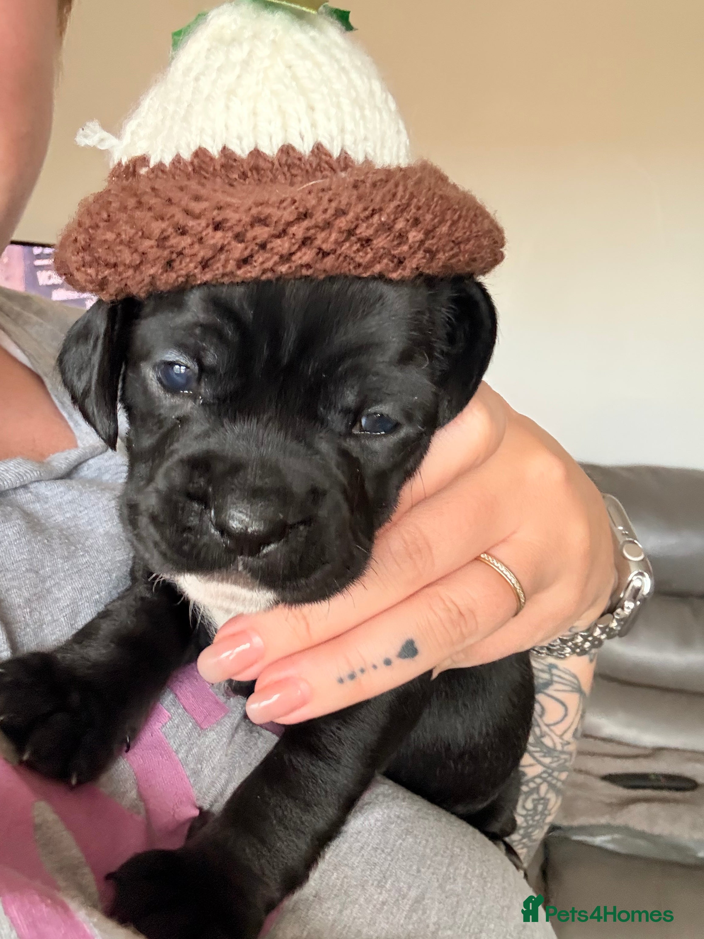 Mixed Breed dogs French bulldog cross puppies - Advert 13