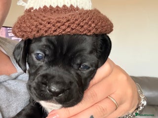 Mixed Breed dogs French bulldog cross puppies - Advert 1