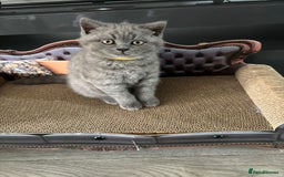 British Shorthair cats for sale: Blue British short hair kittens  in Braintree - Image 38