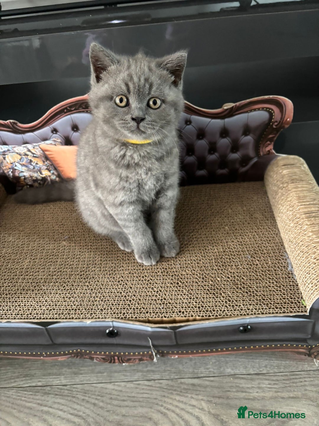 British Shorthair cats for sale: Blue British short hair kittens  in Braintree - Image 38
