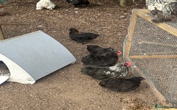 Chickens poultry for sale: 6 mixed Black Pekin’s - Image 3