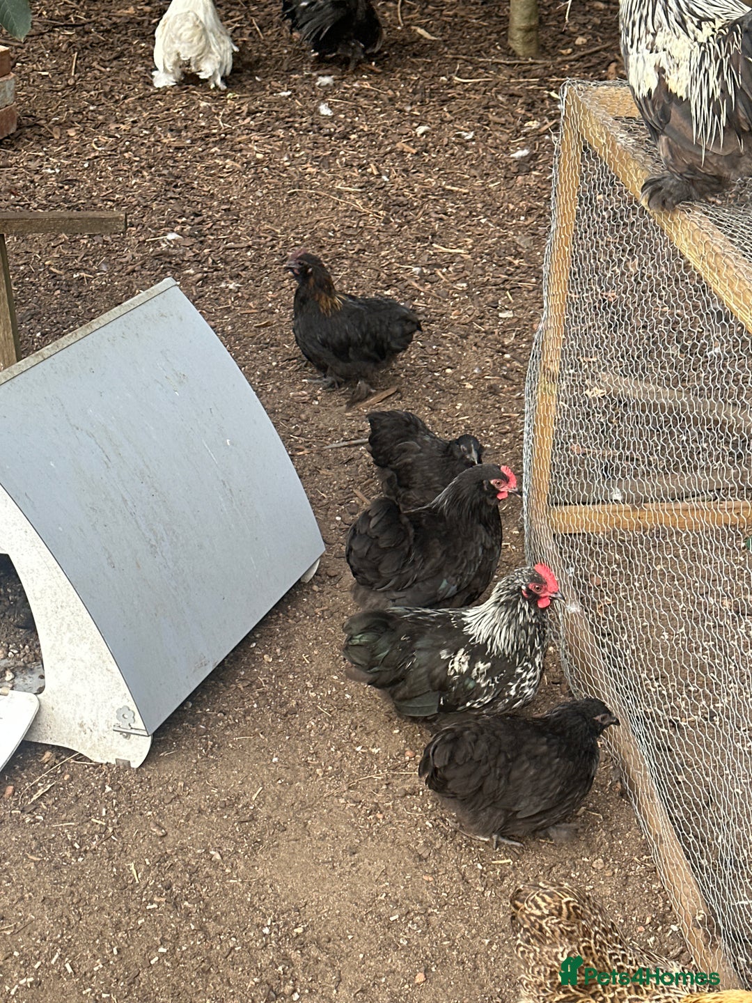 Chickens poultry for sale: 6 mixed Black Pekin’s - Image 3
