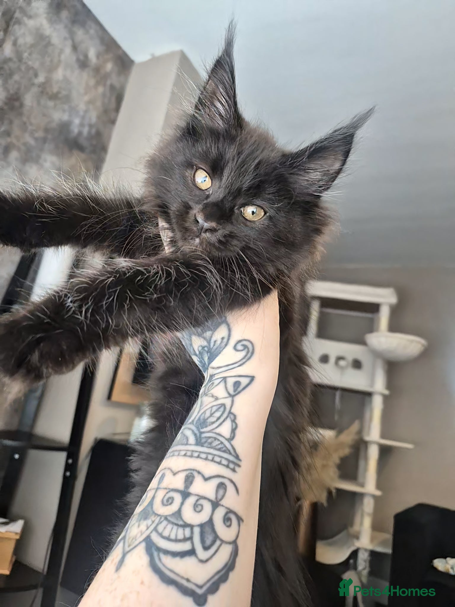 Maine Coon cats 1 beautiful maine coon left 😍  - Advert 3