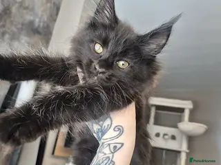 Maine Coon cats 1 beautiful maine coon left 😍 - Advert 3