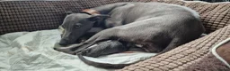 Whippet dogs for sale: Whippet puppies ready to reserve - Advert 5