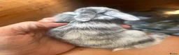 Mini Lop rabbits for sale: Stunning mini lop babies - fabulous temperaments  - Advert 10