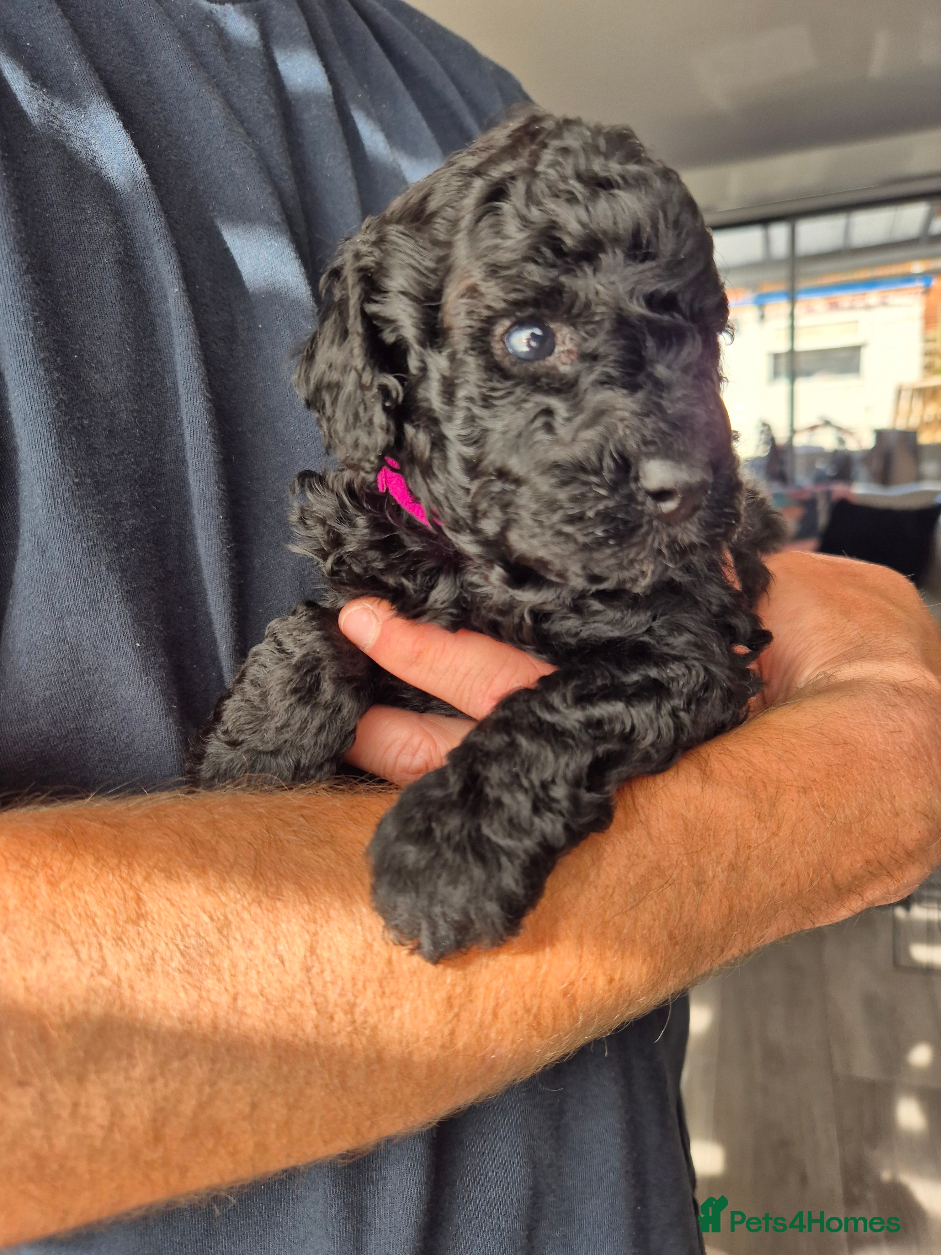 Miniature Poodle dogs 7 beautiful miniature poodles - Advert 2