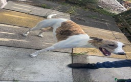 Mixed Breed dogs for sale: Beautiful girl for new home  - Image 2