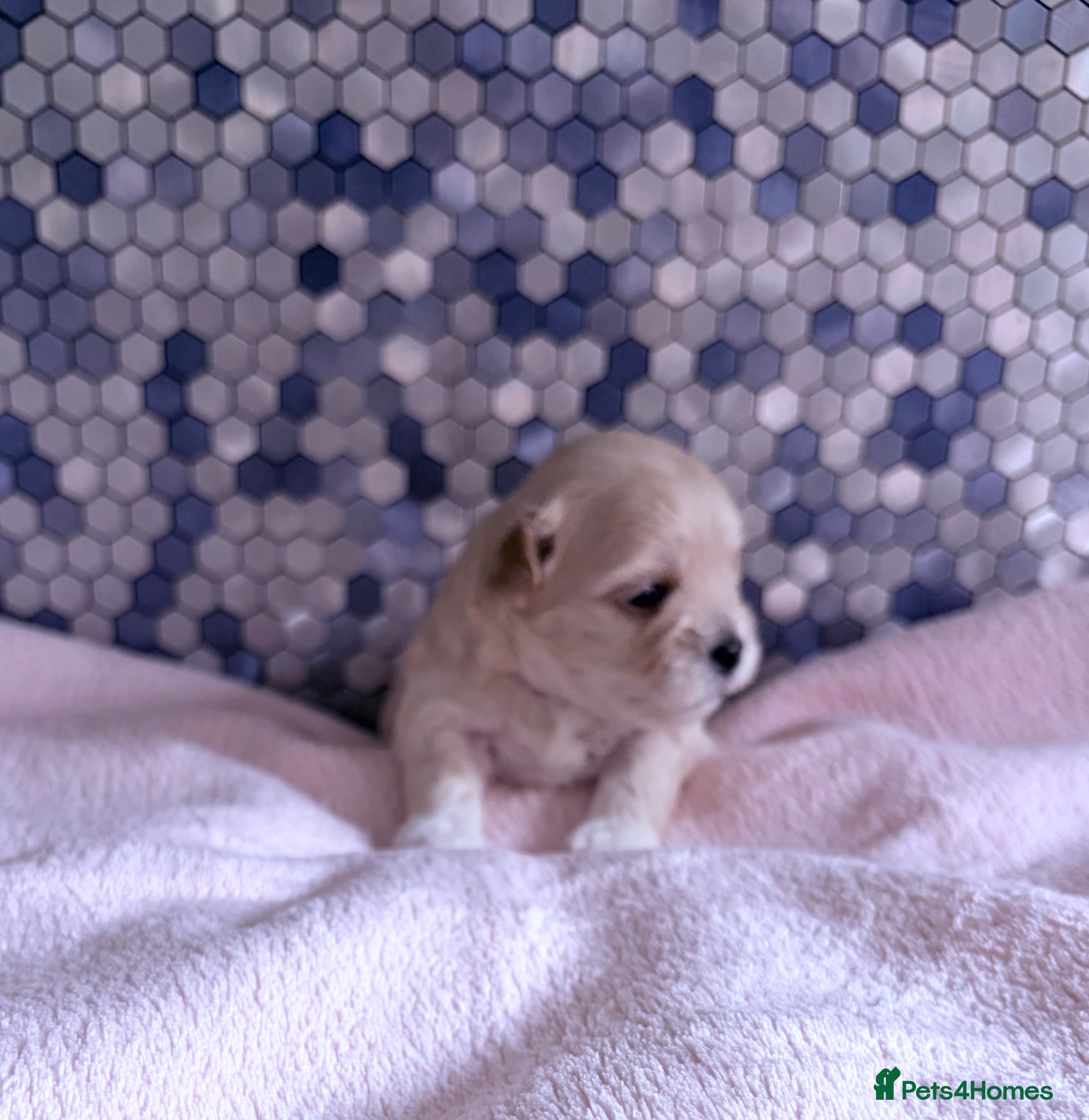 Maltipoo dogs F1 Korean multipoo babies truly beautiful  - Advert 1