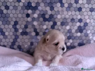 Maltipoo dogs F1 Korean multipoo babies truly beautiful - Advert 4