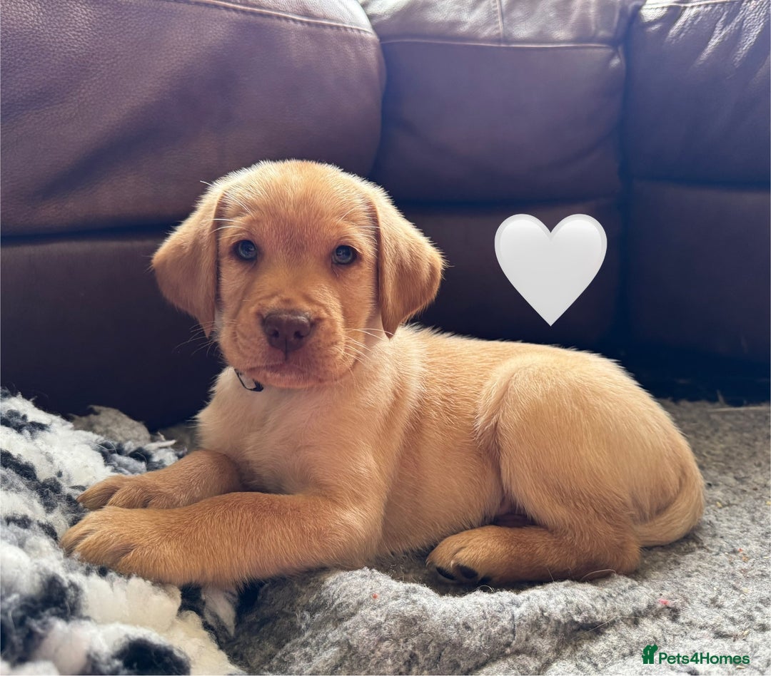 Labrador Retriever dogs for sale: Kennel Club Registered Labrador puppies  - Advert 35