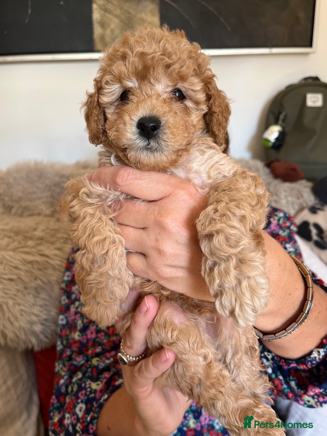 Cavapoo dogs for sale: 7 adorable puppies for sale 5 girls 2 boys  - Image 11