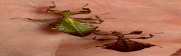 Stick Insects invertebrates for sale: Pulchriphyllium Giganteum leaf / stick insects - Advert 3