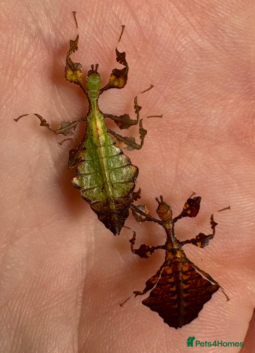 Stick Insects invertebrates for sale: Pulchriphyllium Giganteum leaf / stick insects - Advert 3