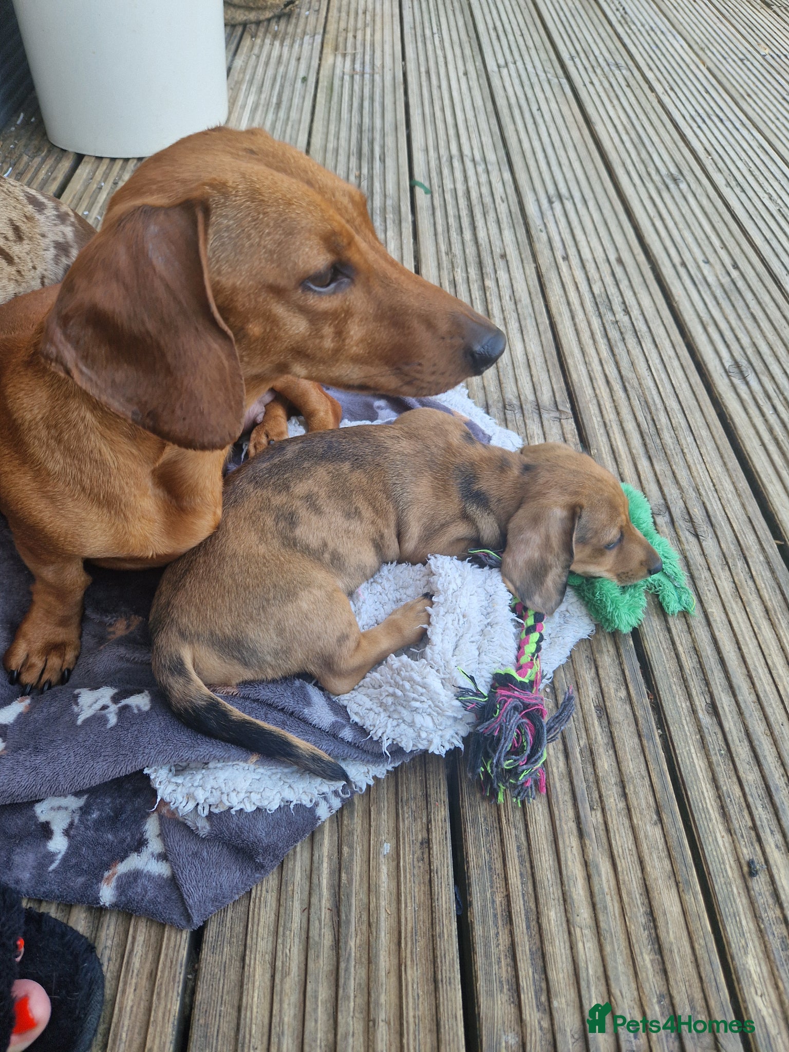 Dachshund dogs 8 week dapple miniature dachshund boy left - Advert 22