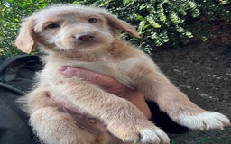 Australian Labradoodle dogs for sale: Stunning Multigen Mini Australian Labradoodle mix. - Image 19