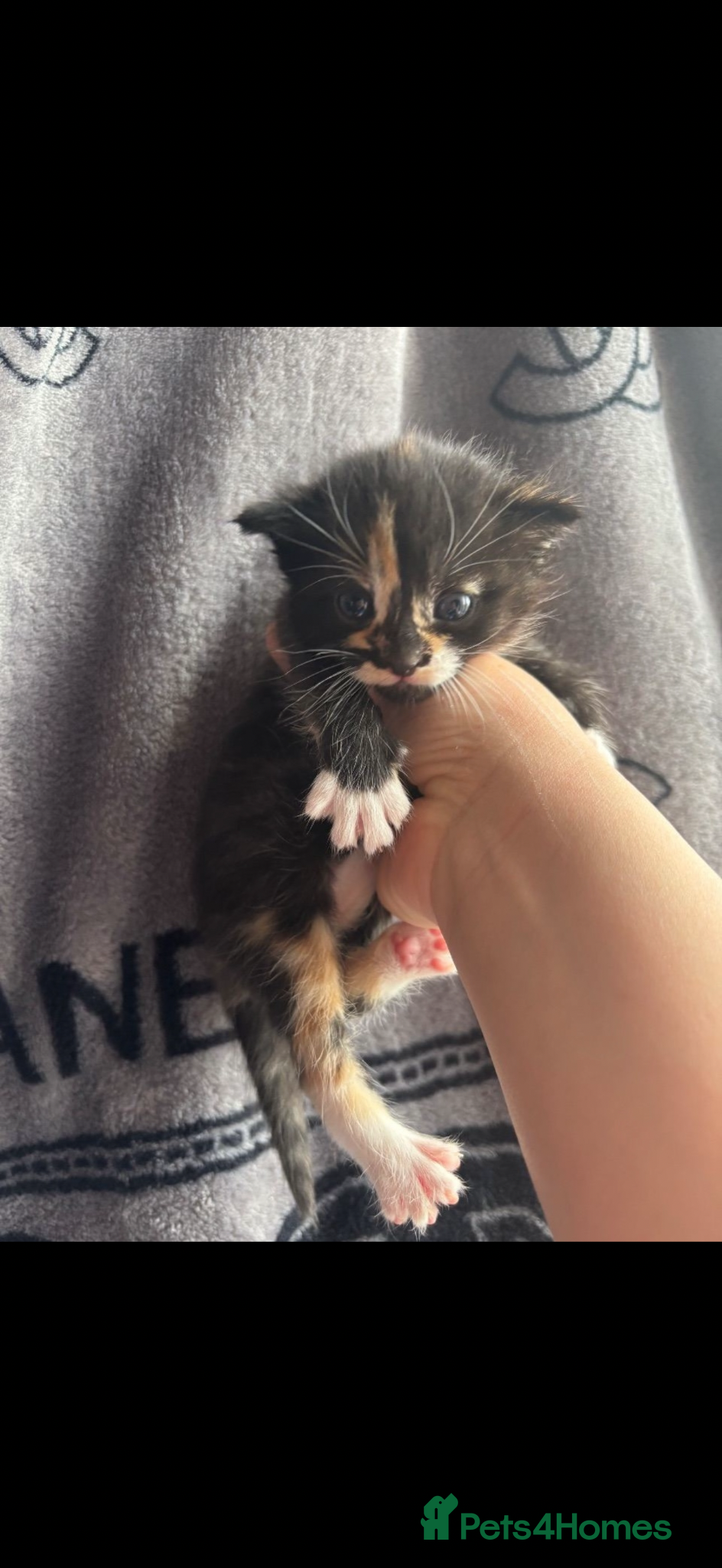 Mixed Breed cats for sale: 8 week old kittens  - Advert 5