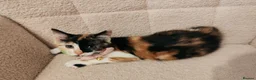 Mixed Breed cats for sale: 4 Loving kittens for sale  - Advert 9