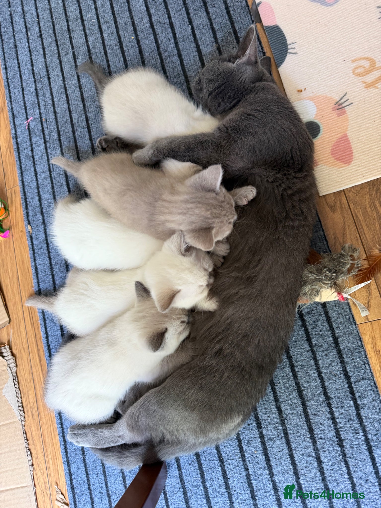 British Shorthair cats Britishshort hair Pedigree Kittens | DNA Clear  - Advert 6