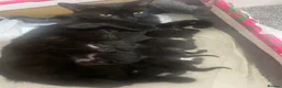 Mixed Breed cats for sale: 4 beautiful black kittens for sale!!! - Advert 3