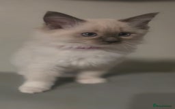 Ragdoll cats for sale: 2 beautiful litters of Ragdolls  - Image 39