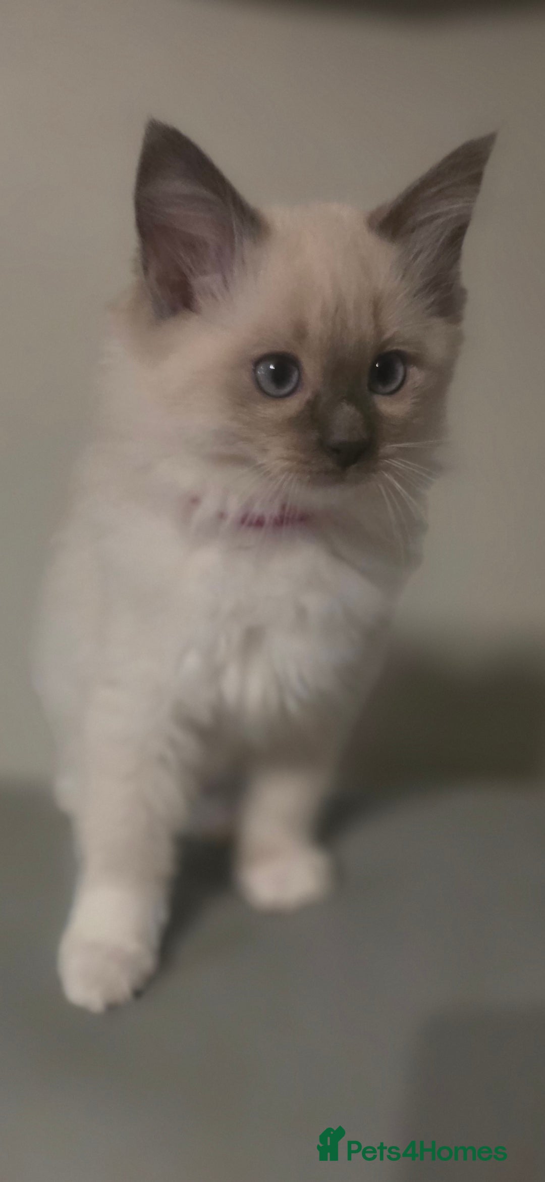 Ragdoll cats for sale: 2 beautiful litters of Ragdolls  - Image 39